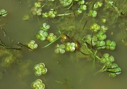 Marsilea mutica:  leaves divided into four variegated flabellate segments, floating on the surface of a farm pond.
 Image: P.J. Brownsey © Pat Brownsey 1979 CC BY-NC 3.0 NZ